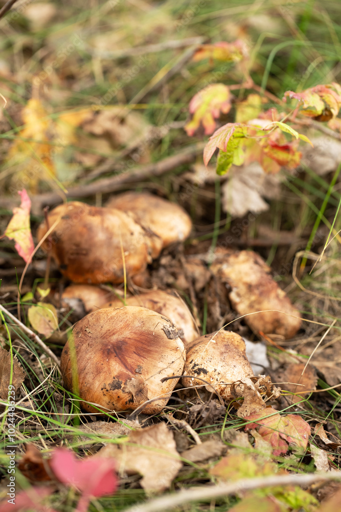 A bunch of mushrooms are growing in the forest A bunch of mushrooms are growing in the forest