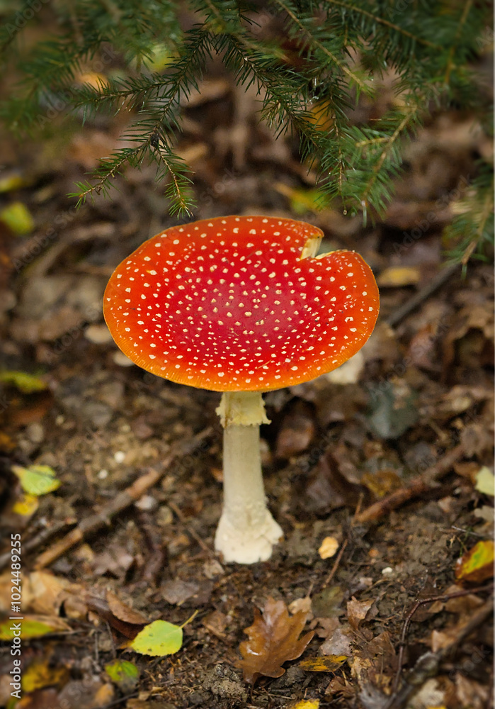toadstool in the forest, forest floor toadstool in the forest, forest floor