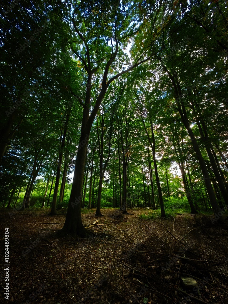 path in the forest path in the forest