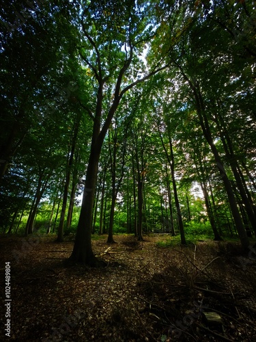 path in the forest