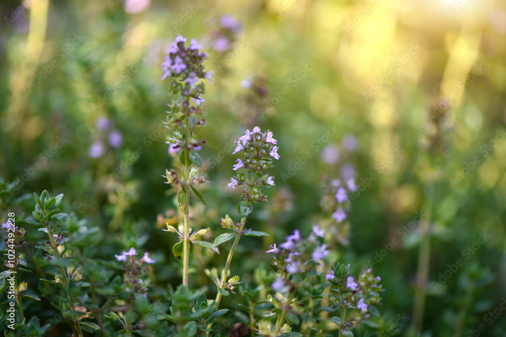 Common thyme (lat. Thymus vulgaris) or creeping thyme close-up. Selective focus Common thyme (lat. Thymus vulgaris) or creeping thyme close-up. Selective focus