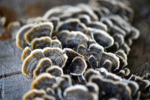 Trametes versicolor mushroom on the old tree. Selective focus photo