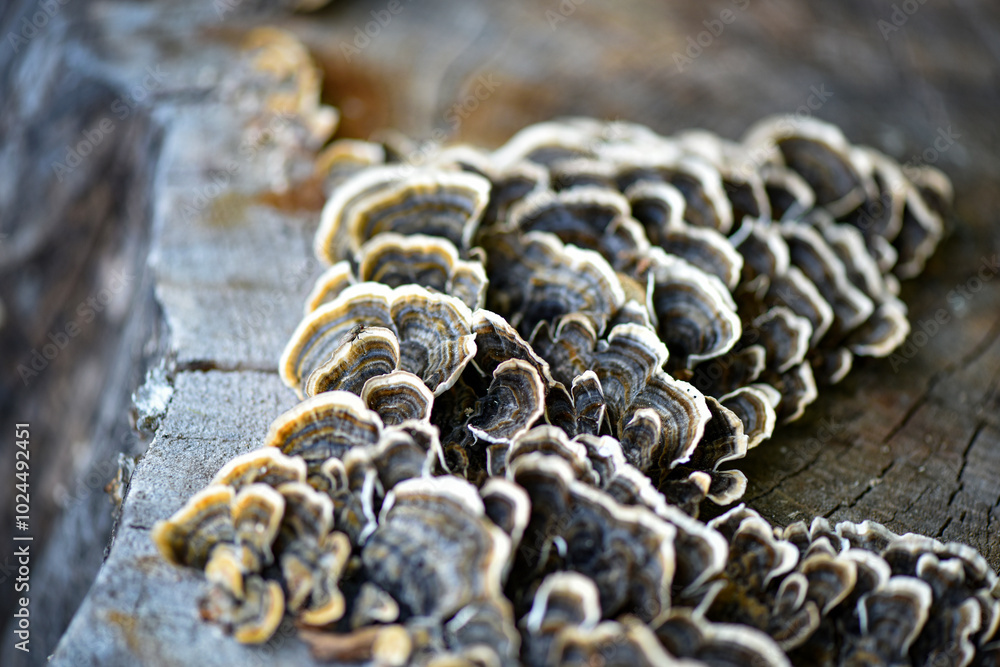 Φωτογραφία Trametes versicolor mushroom on the old tree. Selective focus