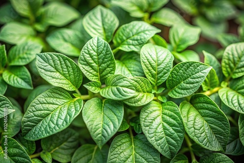 Macro shot of potato leaves with shallow depth of field nature background