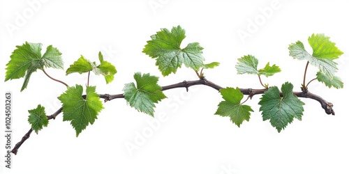 Wallpaper Mural Grape leaves vine plant branch isolated on white background, clipping path Torontodigital.ca