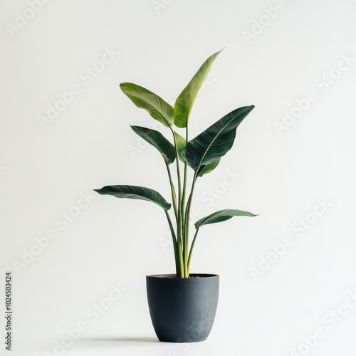 Green plant in pot on white background