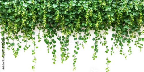 Green succulent leaves hanging vines ivy bush climbing epiphytic plant (Dischidia sp.) after rain