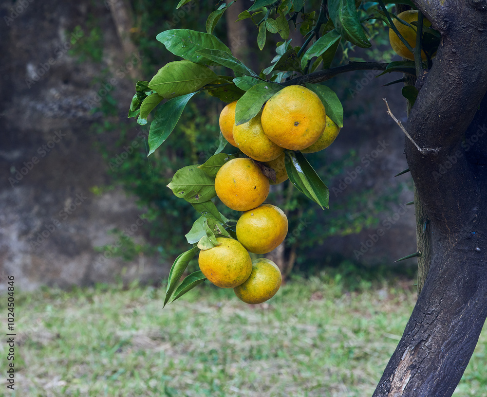 tangerines mandarines on the tree tangerines mandarines on the tree