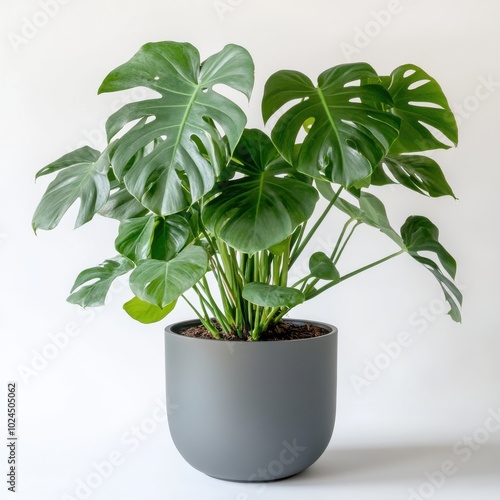 large leaf house plant Monstera deliciosa in a gray pot on a white background