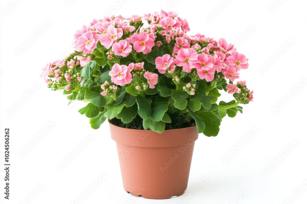 Obraz premium Pink Kalanchoe plant in pot isolated on white background