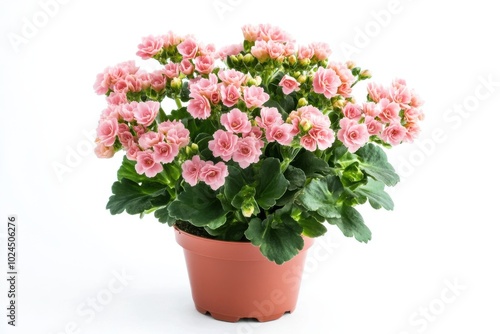 Wallpaper Mural Pink Kalanchoe plant in pot isolated on white background Torontodigital.ca