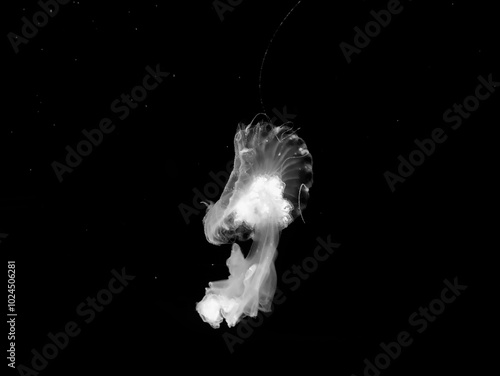 Fotografie Jellyfish black and white photo background