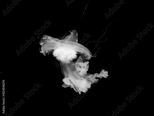 Obraz na płótnie Jellyfish black and white photo background
