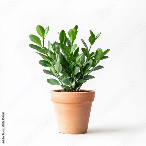 Pot with Zamioculcas home plant on white background