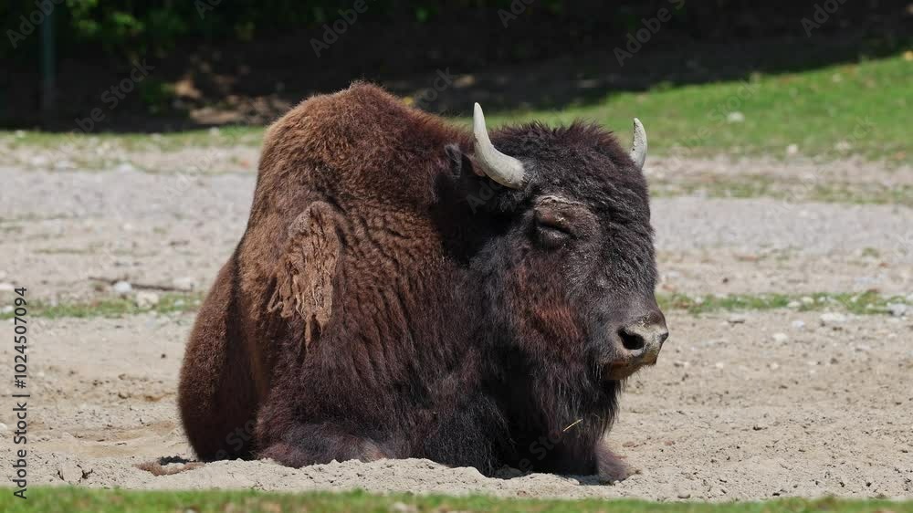 The American bison or simply bison, also commonly known as the American buffalo or simply buffalo, is a North American species of bison that once roamed North America in vast herds. The American bison or simply bison, also commonly known as the American buffalo or simply buffalo, is a North American species of bison that once roamed North America in vast herds.