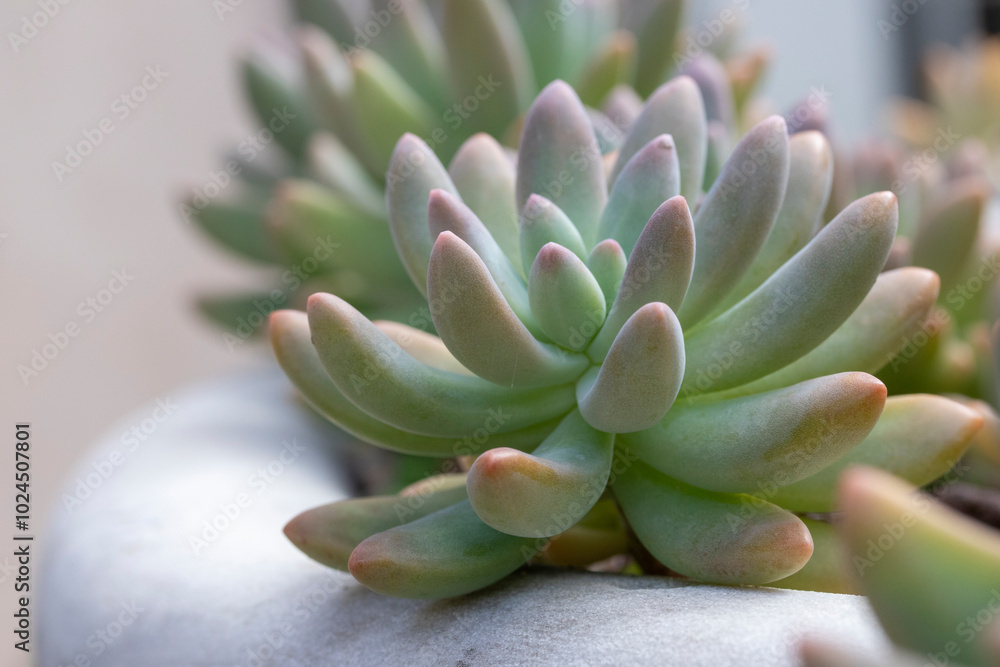 Close-up image of x Graptosedum 'Francesco Baldi' Succulent Close-up image of x Graptosedum 'Francesco Baldi' Succulent