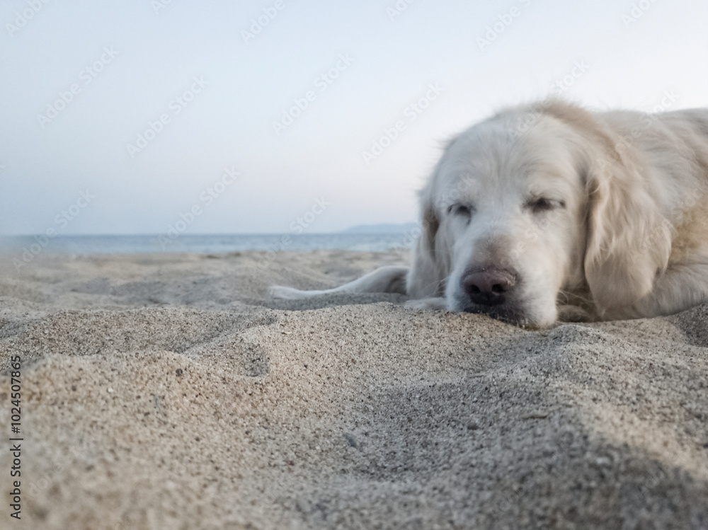 golden retriever dog entering the sea sunbathing lying on the hot sand under the sun on the beach. pet ownership, pet friend