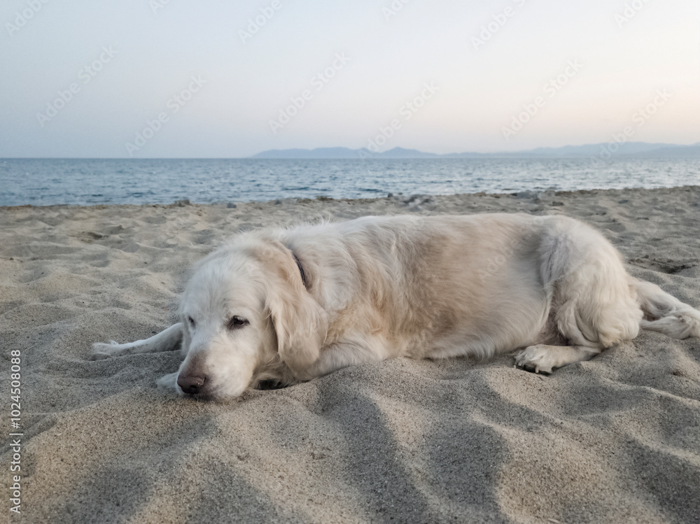 golden retriever dog entering the sea sunbathing lying on the hot sand under the sun on the beach. pet ownership, pet friend golden retriever dog entering the sea sunbathing lying on the hot sand under the sun on the beach. pet ownership, pet friend