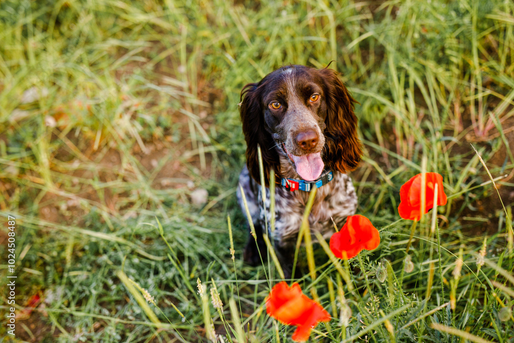 Russian brown spaniel sitting in green grass in a poppy field