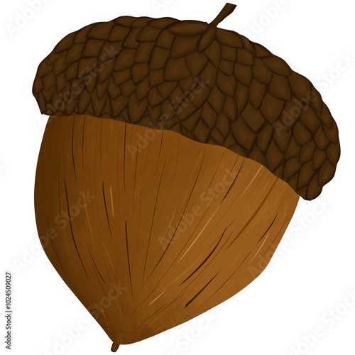 Acorns on a white background