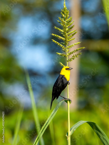 A yellow-headed blackbird (Chrysomus icterocephalus), photographed on a branch of the Amazon. photo