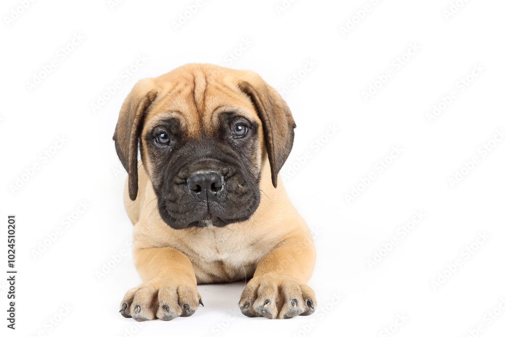 lying puppy bullmastiff isolated on white lying puppy bullmastiff isolated on white