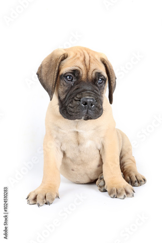 bullmastiff puppy sitting in studio