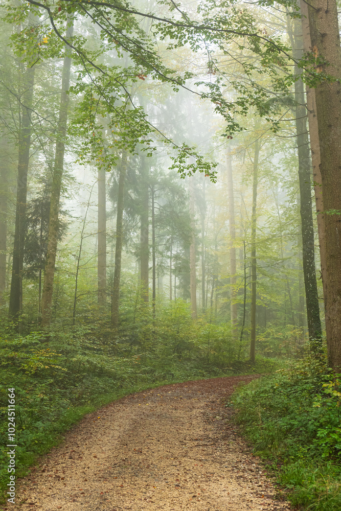 Obraz premium Autumn morning fog in a forest in Europe. Moody, bright forest scene, no people
