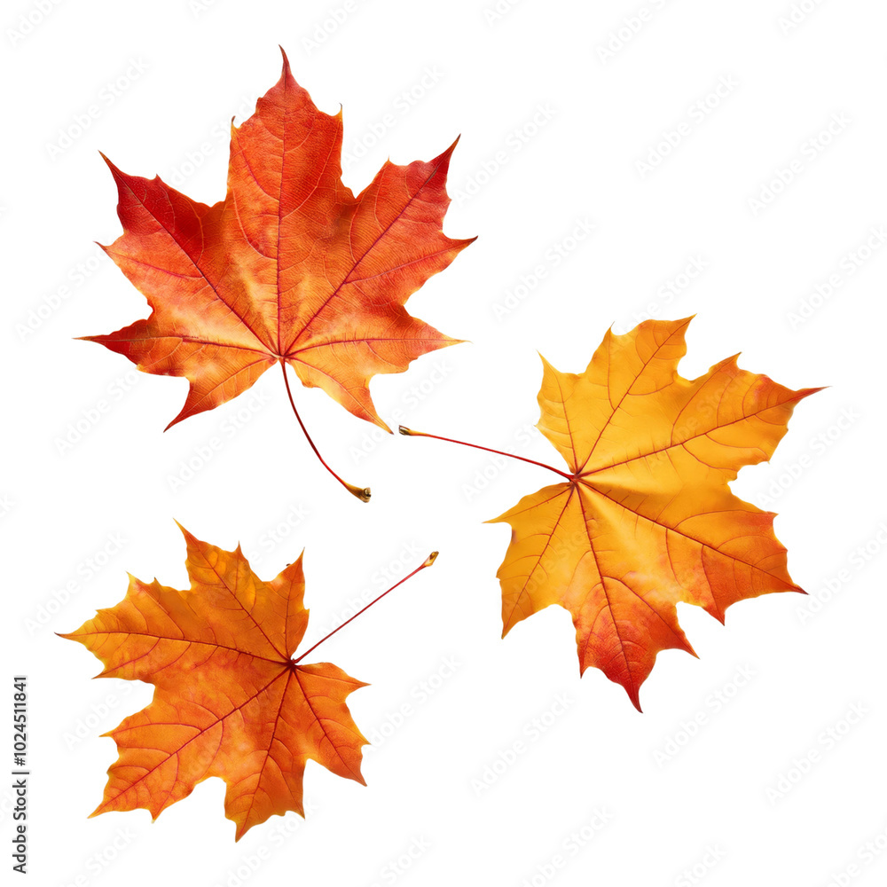 Three Orange Maple Leaves Isolated on Black Background Three Orange Maple Leaves Isolated on Black Background
