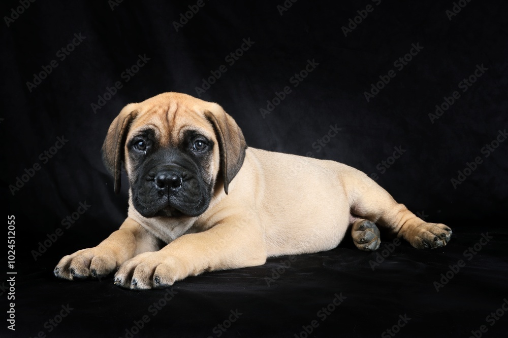 Fototapeta premium lying puppy bullmastiff isolated on black background 