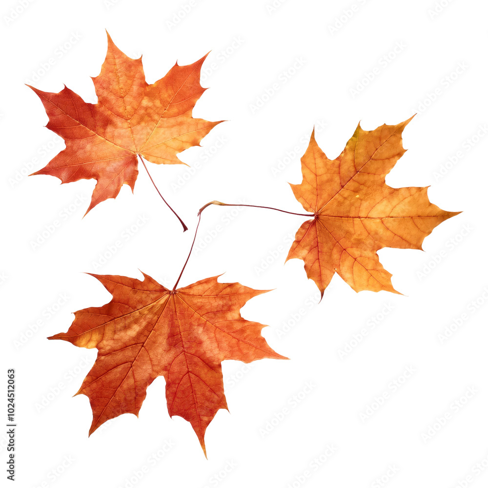 Fototapeta premium Three Red Autumn Maple Leaves on a Black Background