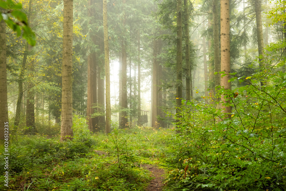Autumn morning fog in a forest in Europe. Moody, bright forest scene, no people Autumn morning fog in a forest in Europe. Moody, bright forest scene, no people