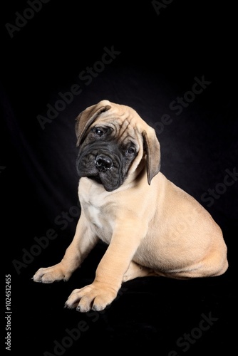 sitting puppy bullmastiff on black background 