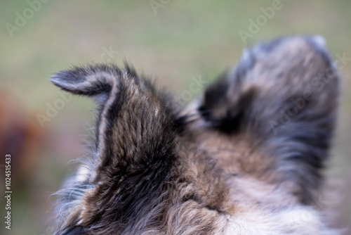 This is a detailed closeup image of a cats ear with a nice blurry background