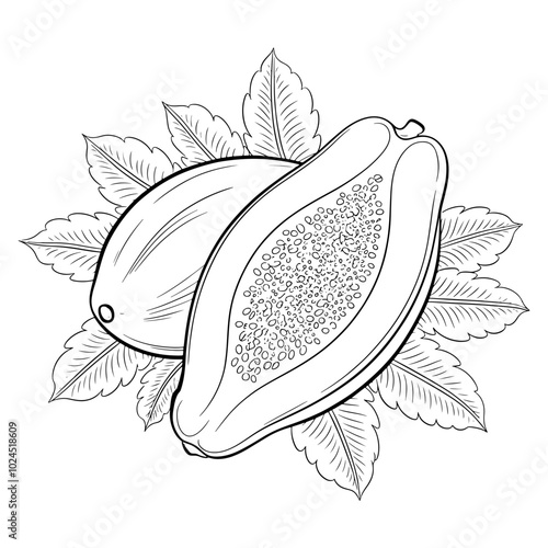 Vegetable papaya fruit with leaves outline vector illustration 