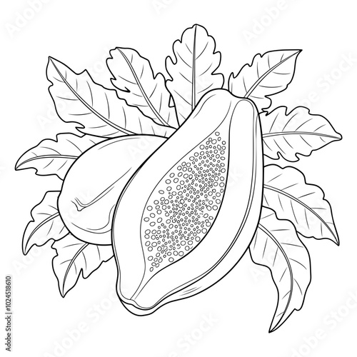 Vegetable papaya fruit with leaves outline vector illustration 