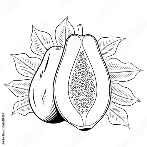 Vegetable papaya fruit with leaves outline vector illustration 