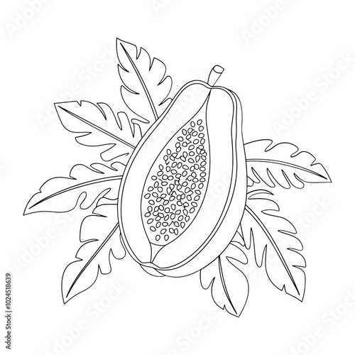 Vegetable papaya fruit with leaves outline vector illustration 