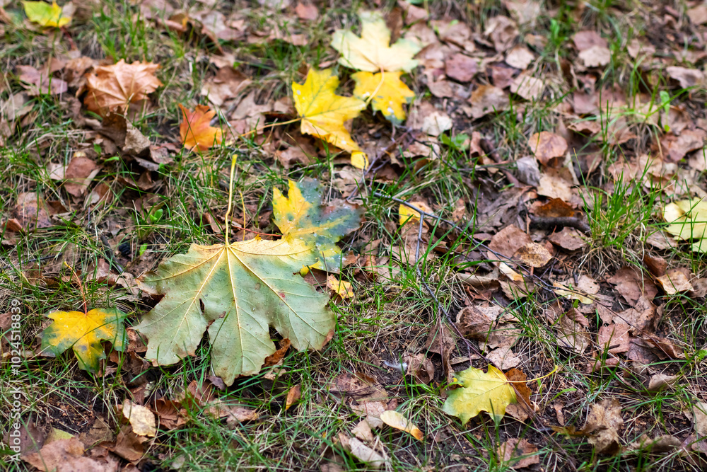 A collection of various leaves is spread out on the ground amid the grass A collection of various leaves is spread out on the ground amid the grass