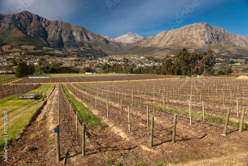 The vineyard of Mont Rochelle Winery in Franschhoek