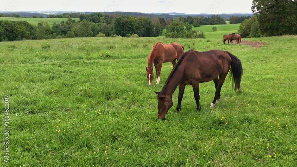 Herd or group of brown horses grazing in a meadow on a pasture eating grass in the rural countryside near a forest
Herd or group of brown horses grazing in a meadow on a pasture eating grass in the rural countryside near a forest