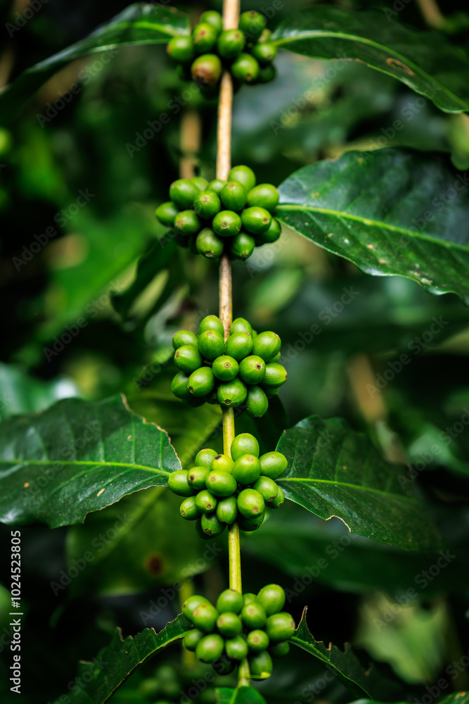 green raw Arabica coffee on coffee Plant in the big forest, at chiang mai thailand, in the rain season, 100% organic coffee that awakens with the forest and nature.