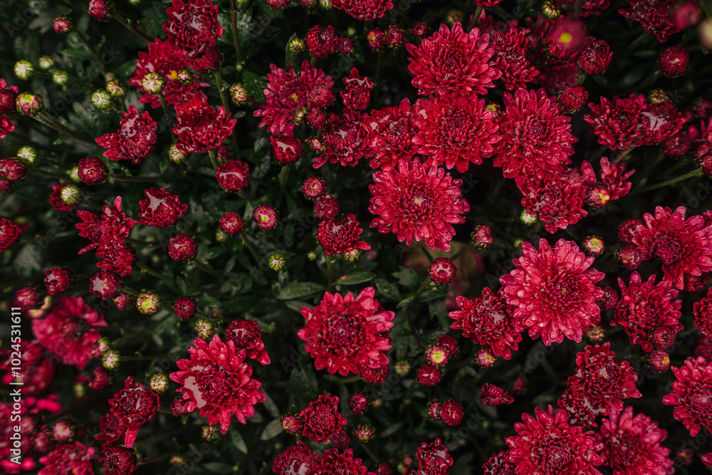 Vibrant red chrysanthemums blooming in lush green foliage during early autumn afternoon Vibrant red chrysanthemums blooming in lush green foliage during early autumn afternoon