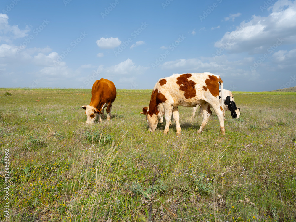 Cows on a summer pasture, livestock image group of cows on a summer pasture. Grazing on green meadow under blue sky. Simmental and holstein cattle eating grass countryside. Copy space. Cows on a summer pasture, livestock image group of cows on a summer pasture. Grazing on green meadow under blue sky. Simmental and holstein cattle eating grass countryside. Copy space.