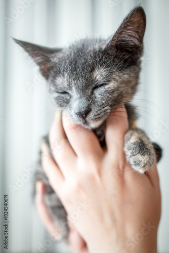 The image features a small, adorable kitten sitting on a soft, brown textured surface