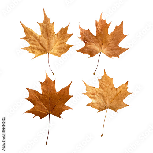 Four Golden Maple Leaves Isolated on transparent Background