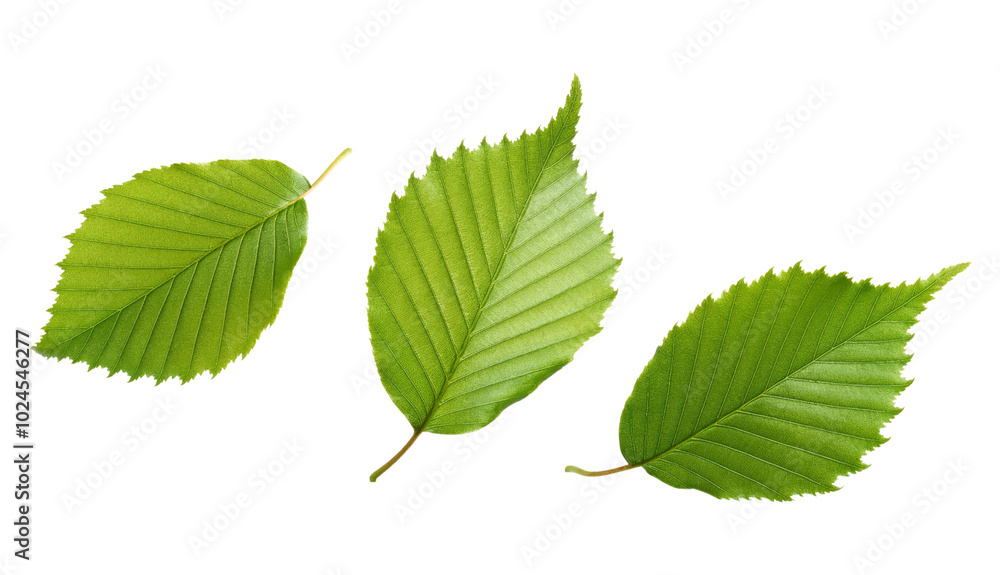 Three green leaves isolated on transparent background Three green leaves isolated on transparent background