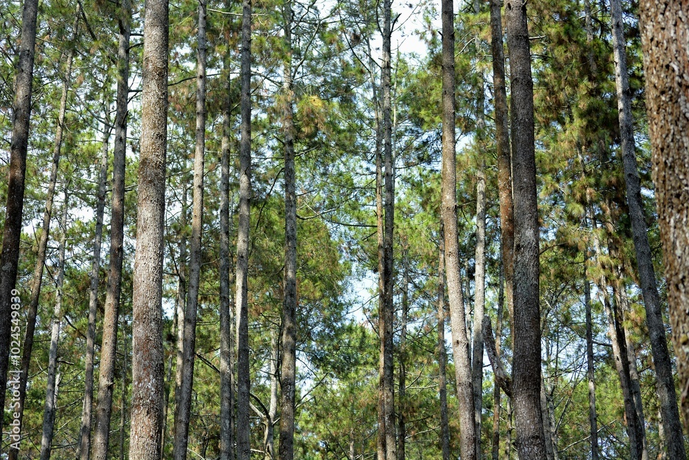 tree in the forest tree in the forest