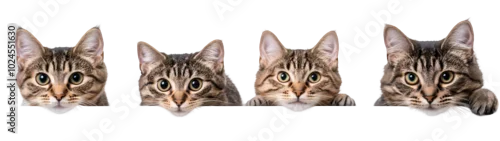 Fototapeta Cat portrait Isolated on transparent background