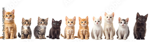 Wallpaper Mural Cat portrait Isolated on transparent background Torontodigital.ca